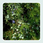 Juniperus Communis Fruit
